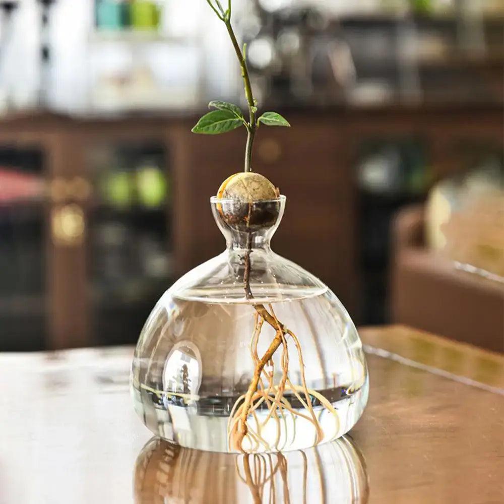 Clear Glass Hydroponic Vase