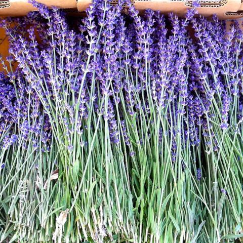 Vanilla Lavender