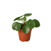 Pilea Peperomioides Chinese Money Plant | Easy Care Coin-Shaped Leaves | House Plant Shop
