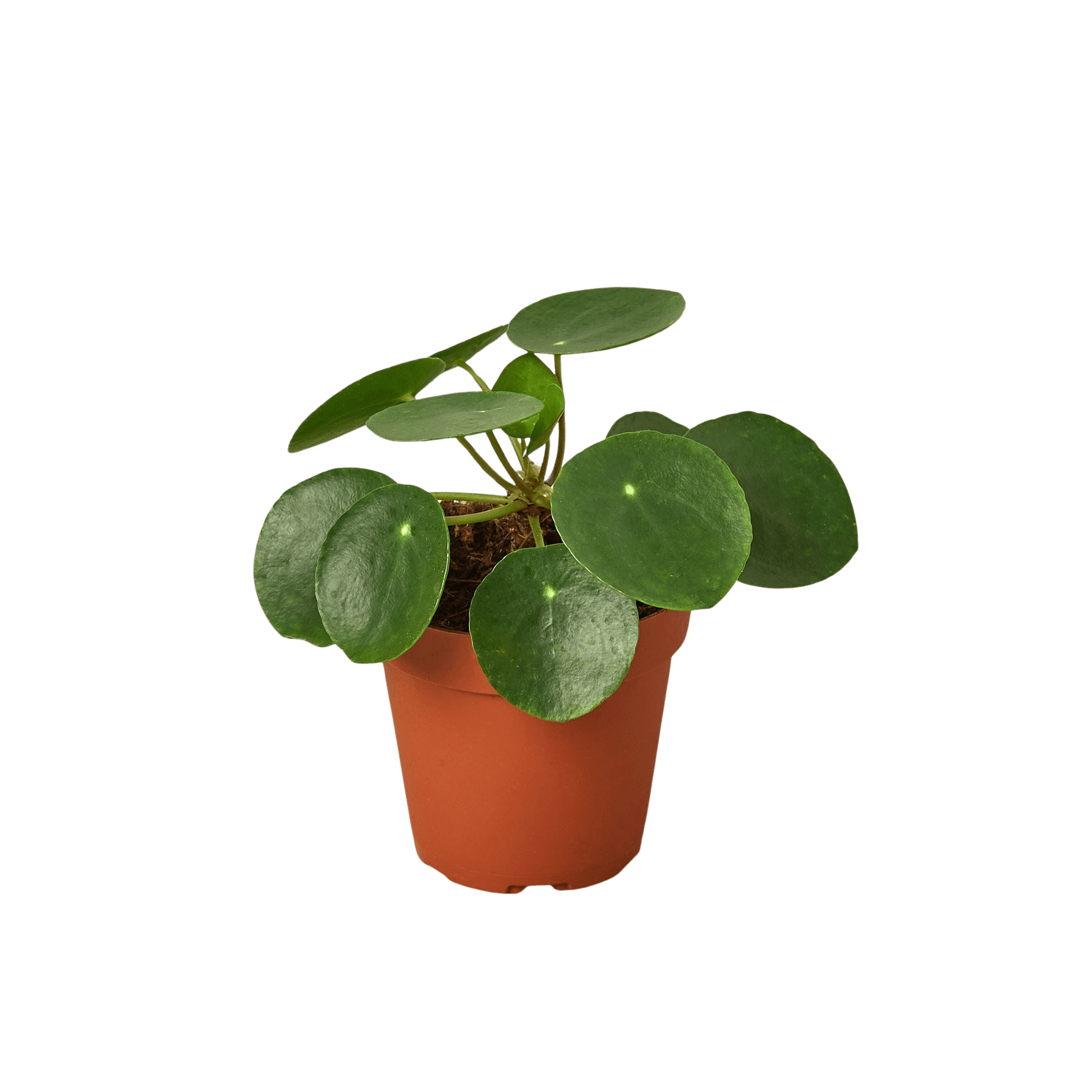 Pilea Peperomioides Chinese Money Plant | Easy Care Coin-Shaped Leaves | House Plant Shop