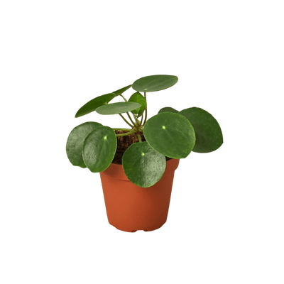 Pilea Peperomioides Chinese Money Plant | Easy Care Coin-Shaped Leaves | House Plant Shop