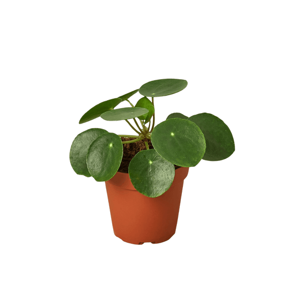 Pilea Peperomioides Chinese Money Plant | Easy Care Coin-Shaped Leaves | House Plant Shop