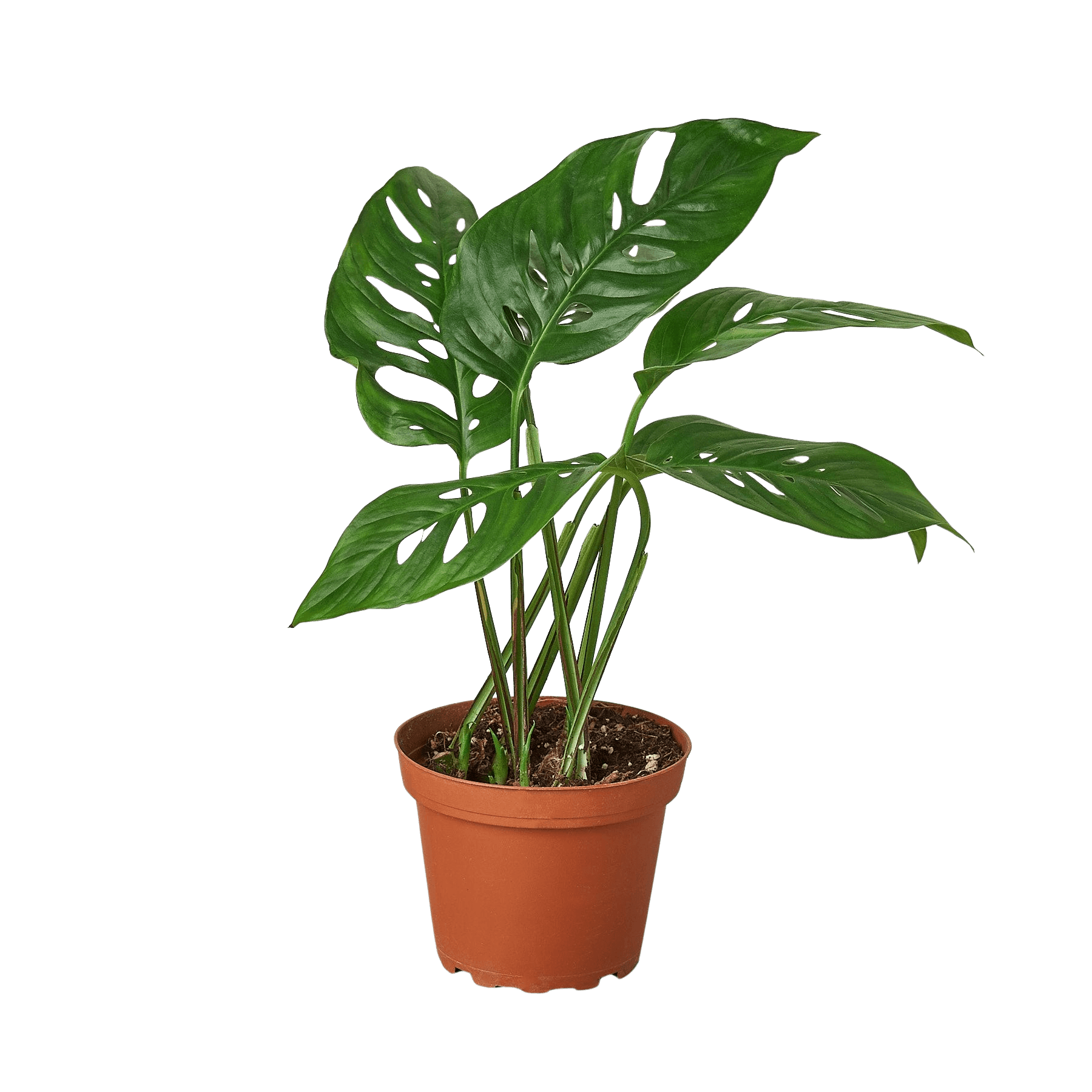 Monstera Adansonii Swiss Cheese | Easy Care Vining Plant | House Plant Shop