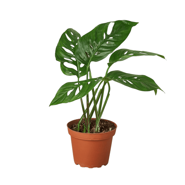 Monstera Adansonii Swiss Cheese | Easy Care Vining Plant | House Plant Shop