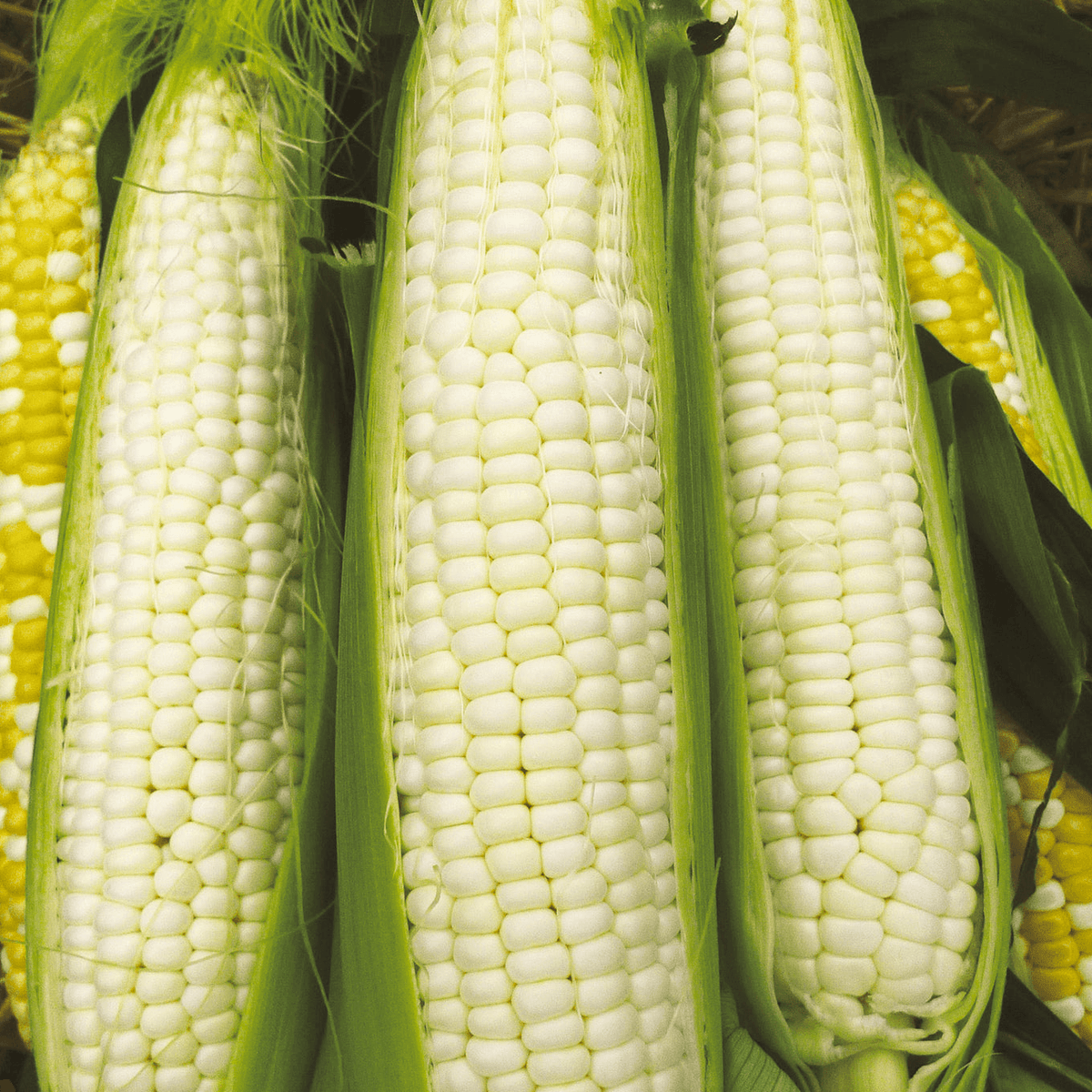 Silver Queen Corn Seeds - Non-GMO - 90 Days to Maturity - Sweet White Kernels - USDA Zones 2-10 - Perfect for Late-Season Harvest