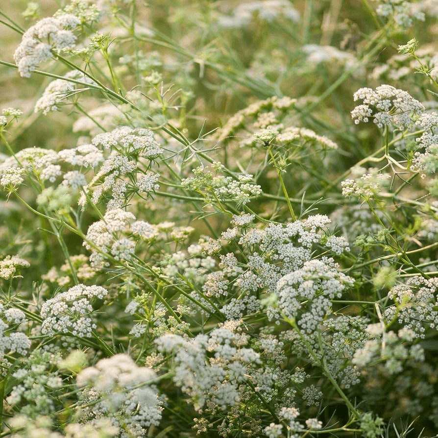 Cumin Seeds | Heirloom Non-GMO | Nutty Peppery Flavor | Culinary Herb | 12-20 Inches Tall | USDA Zones 3-9 |