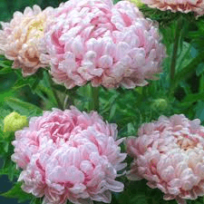 Peony Duchess Apricot Aster Seeds | Soft Pink-Apricot Blooms | 24-28