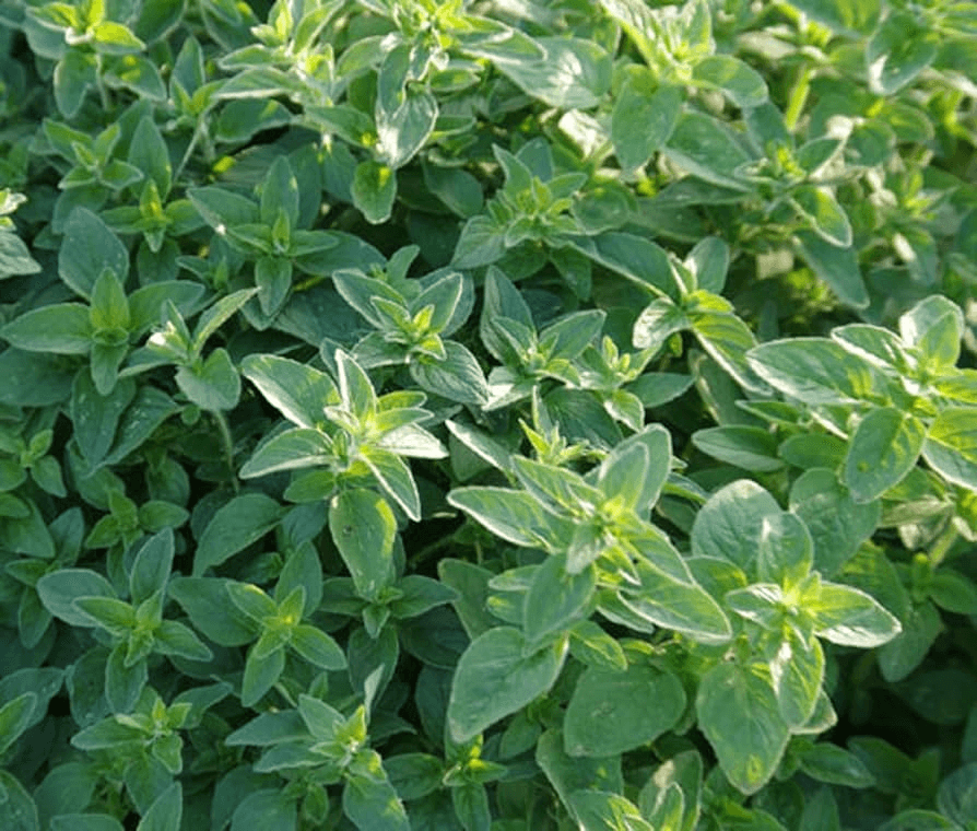 Common Oregano Seeds - Heirloom, Non-GMO, Perennial Herb, 10-24in Tall, USDA Zones 4-9, Full Sun, Culinary Herb,
