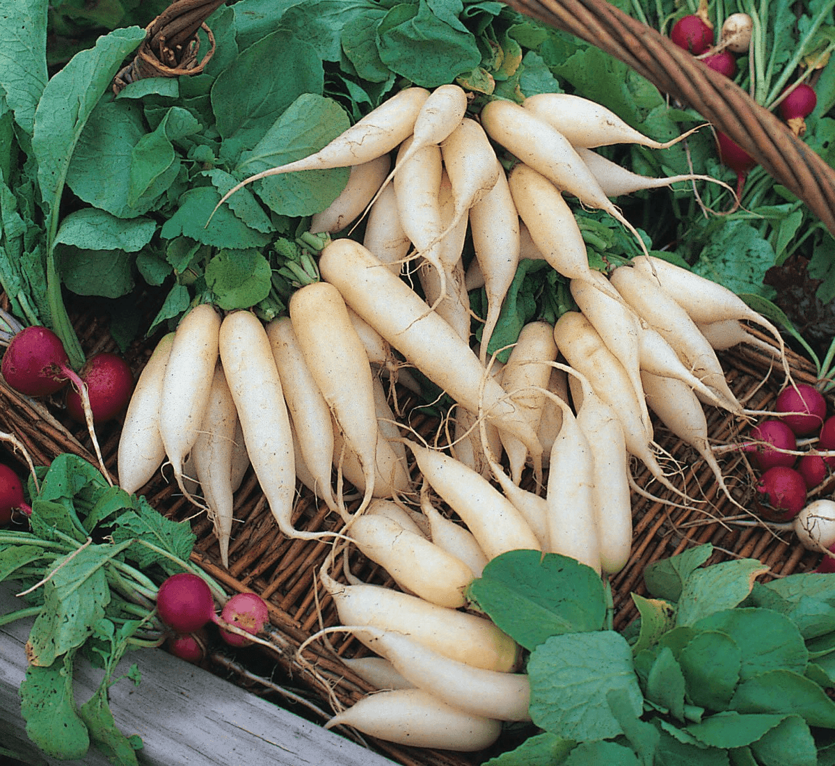 White Icicle Radish Seeds | Heirloom | 3-6