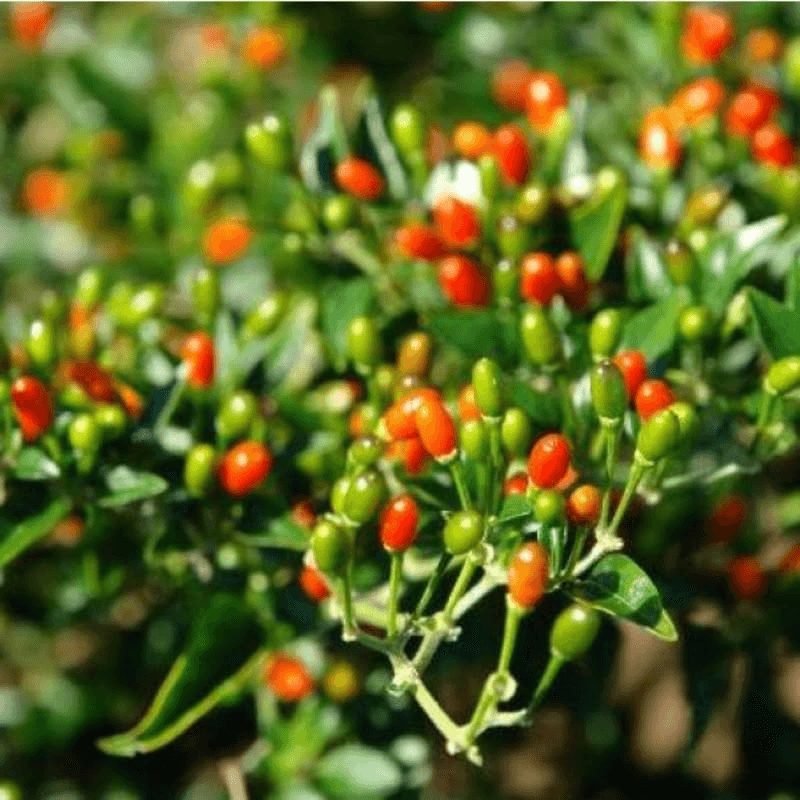 Chiltepin Pepper Seeds | Bird’s Eye Pepper | 50,000-250,000 Scoville | 36