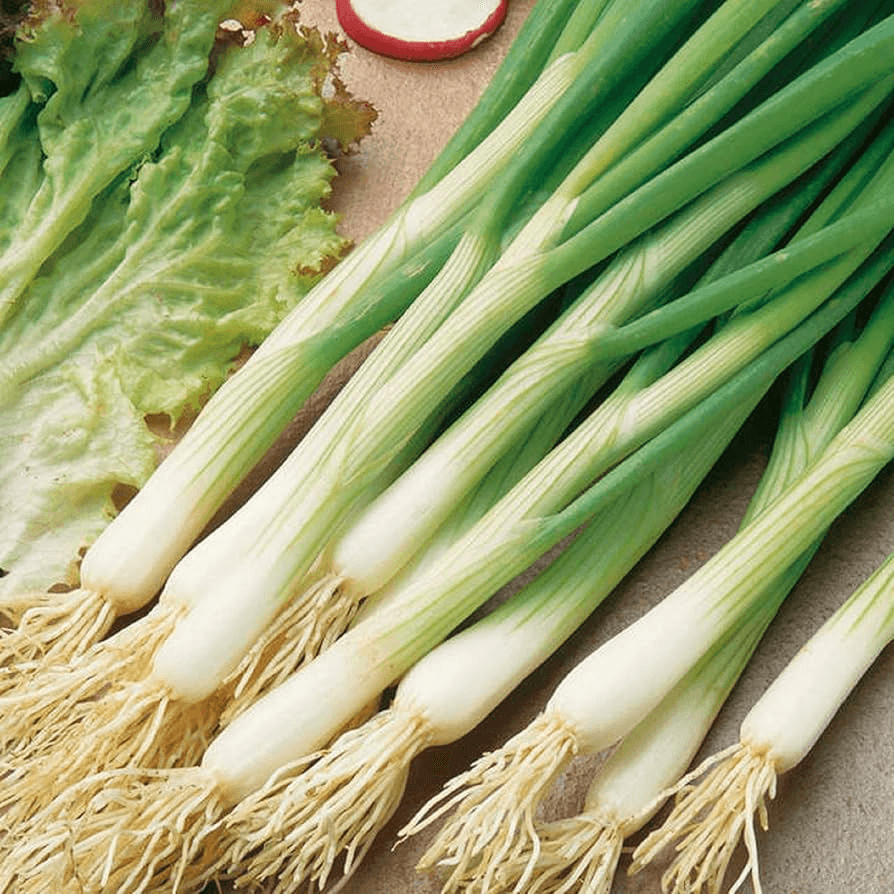 White Lisbon Onion Seeds | Heirloom - Scallion/Bunching | 250-25,000 Seeds | Mild & Crisp | USDA Zones 3-9 |