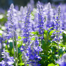 Hyssop Seeds | Heirloom Non-GMO | Aromatic Culinary Herb | 12-24 Inches Tall | USDA Zones 3-9 |