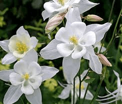 Crystal Star Columbine Seeds | 24-32