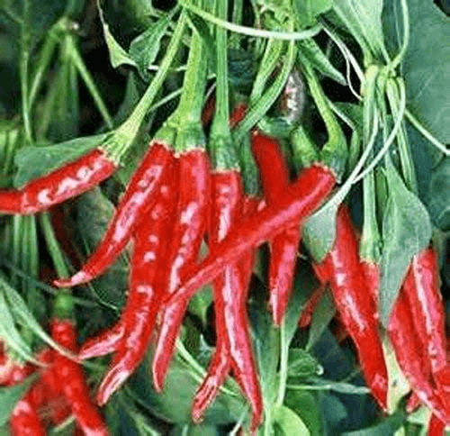 Thai Hot Pepper Seeds | Heirloom, Non-GMO | 50,000-100,000 Scoville| USDA Zones 3-10 |