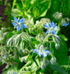 Borage Seeds | 100 Seeds | Heirloom - Non-GMO | Cucumber-Flavored Herb | Edible Blue Flowers | USDA Zones 3-10 | - 100 Seeds