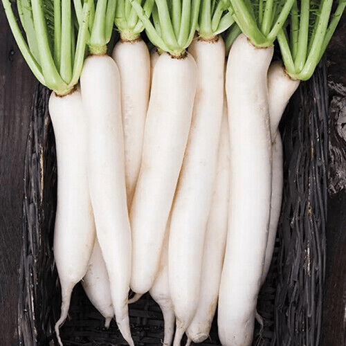 Miyashige Daikon Radish Seeds | Heirloom Japanese Radish | 12-18” Long | Mild & Crisp | 50 Days |