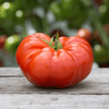 Beefsteak Tomato Seeds | Heirloom, Non-GMO | 12 oz-2 lbs Fruit | 90 Days | USDA Zones 3-10 | - 50 seeds