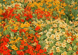Alaska Mix Nasturtium Seeds - Non-GMO, Variegated Foliage, Orange/Yellow/Red Blooms, Edible, Attracts Pollinators,