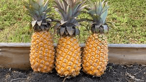 15 Antigua Black Pineapple Seeds – Homegrown Tropical Fruit, USA Grown, Sweet Pineapple –