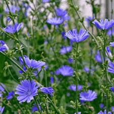 Chicory Seeds - Non-GMO - 75 Days to Maturity - Blue Flowers - USDA Zones 3-9 - Perfect for Ornamental & Culinary Use
