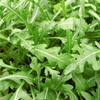 Sylvetta Arugula Seeds | Heirloom Non-GMO | Spicy Peppery Flavor | Heat & Cold Tolerant | USDA Zones 3-9 | - 200 Seeds