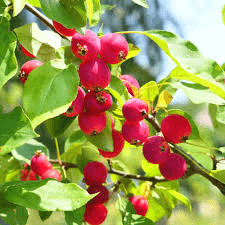 Dolgo Crabapple Seeds - 25+ Pink Glow Tree Seeds - USA Grown -  - Spring Blooms - Edible Fruit - Wildlife Friendly