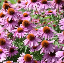 Purple Coneflower Seeds | Non-GMO | Stunning Purple Blooms | Attracts Pollinators | USDA Zones 3-9 |