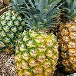 Queen Pineapple Seeds - 15+ Tropical Fruit Seeds - USA Grown -  - Sweet Compact Fruit - Container Friendly - Home Garden