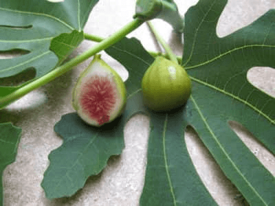 Smith Fig Seeds - 100+ Heirloom Fruit Tree Seeds, , Sweet Figs, Container or Garden Growing, USA Grown