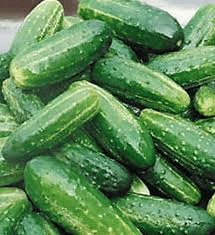 Bush Pickle Cucumber Seeds | F1 Hybrid, Non-GMO | 4-5 Inch Fruit | 50 Days | USDA Zones 2-10 |