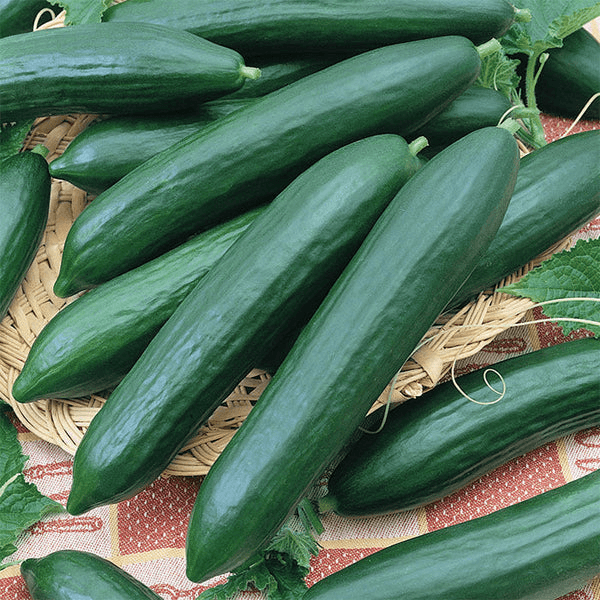 Tendergreen Burpless Cucumber Seeds | Heirloom, Non-GMO | 36-48