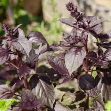 Dark Opal Basil Seeds | Heirloom, Non-GMO | Deep Purple Leaves | Culinary Herb | Fast Growing |  | 65 Days to Maturity