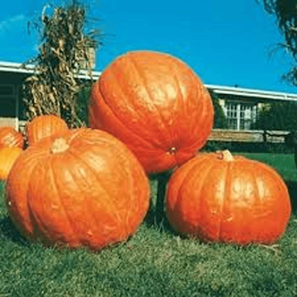 Big Max Pumpkin Seeds | Heirloom, Non-GMO | Up to 100+ lbs | 110 Days | USDA Zones 3-10 |