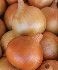 500+ Patterson Onion Seeds – High Yield, USA Grown –  for Your Garden