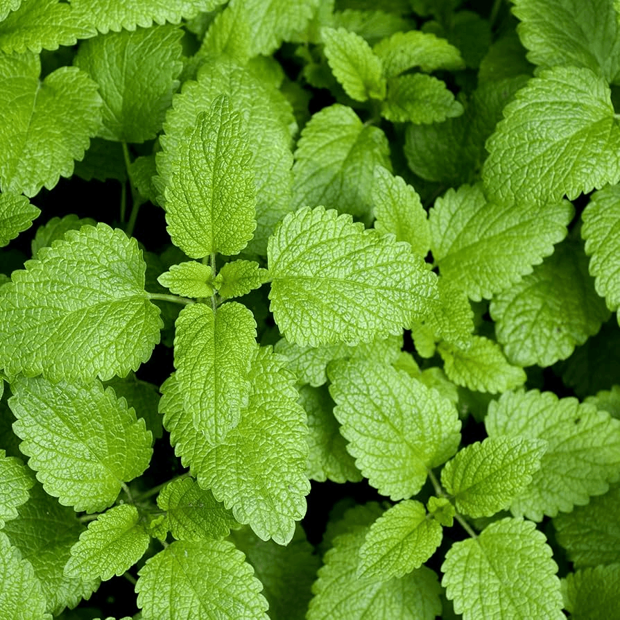 Lemon Balm Seeds | Heirloom Non-GMO | Lemon-Mint Scent | 25-48 Inches Tall | USDA Zones 3-9 |