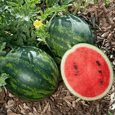 Mini Love Watermelon Seeds - 50+ Personal-Size Melon Seeds - USA Grown -  - Sweet Red Flesh - Container Friendly - 80 Days