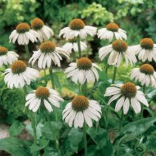 White Swan Coneflower Seeds | Fragrant White Blooms | Drought Tolerant | Zones 3-9 | Non-GMO |