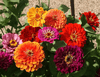 California Giants Mix Zinnia Seeds - Non-GMO, 5in Blooms, Tall Cut Flowers, Attracts Pollinators, USDA Zones 1-10, - 100 Seeds