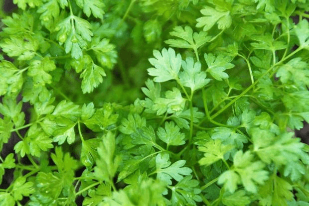 Chervil Seeds | Heirloom Non-GMO | Mild Anise Flavor | French Culinary Herb | 16-28 Inches Tall | USDA Zones 3-9 |
