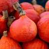 Japanese Red Kuri Squash Seeds | Heirloom, Non-GMO | 3-7 lbs | Sweet & Nutty Flavor | 92 Days to Maturity | - 10 Seeds