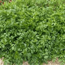 Giant Italian Parsley Seeds | 500 Seeds | Heirloom, Non-GMO | Culinary Herb | Fast Growing | USDA Zones 3-10