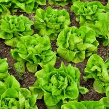 Bibb Lettuce Seeds | Heirloom, Non-GMO | Butterhead Lettuce | Crisp & Sweet | 45 Days to Maturity |