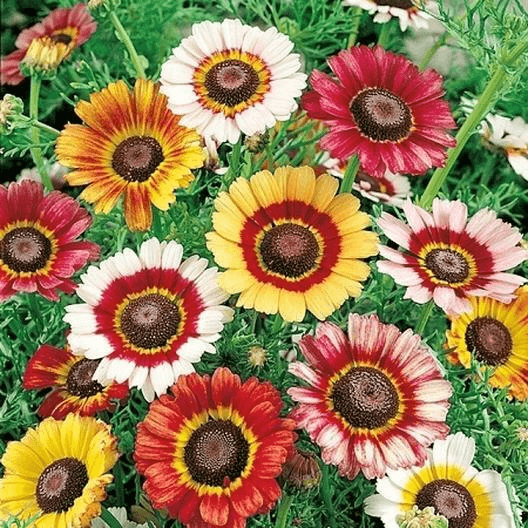 Painted Daisy Seeds - Non-GMO, Yellow/Red/White Blooms, Attracts Pollinators, Drought Tolerant, USDA Zones 3-10,