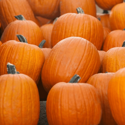 Jack O Lantern Pumpkin Seeds - Heirloom, Non-GMO - 105 Days to Maturity - Perfect for Carving & Cooking - USDA Zones 3-10