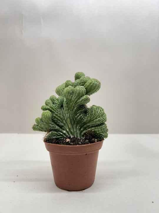 Succulent Cereus Coral Green