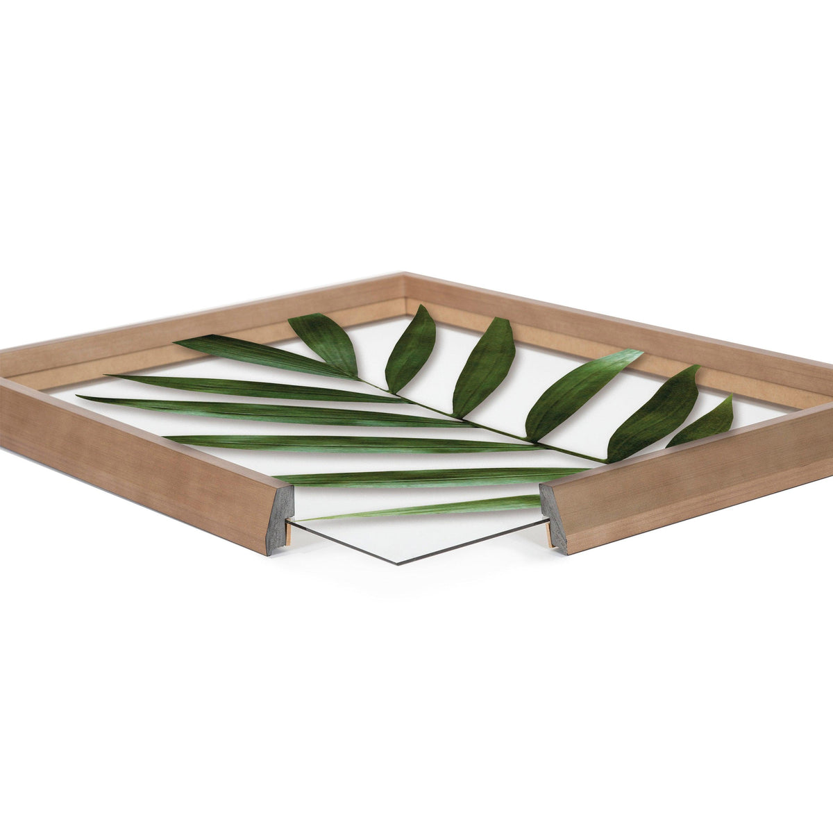 Blake Botanical 5F Framed Printed Glass by Amy Peterson