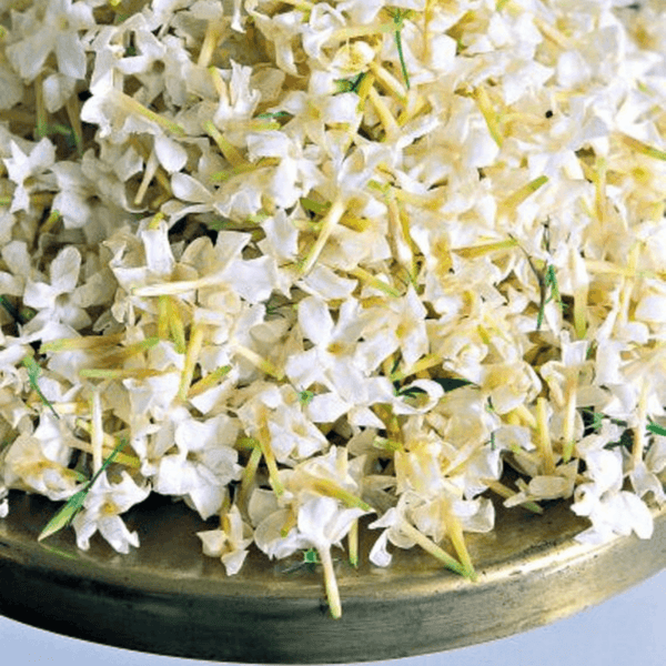 Jasmine