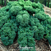 Dwarf Blue Curled Scotch Kale – 250 Seeds