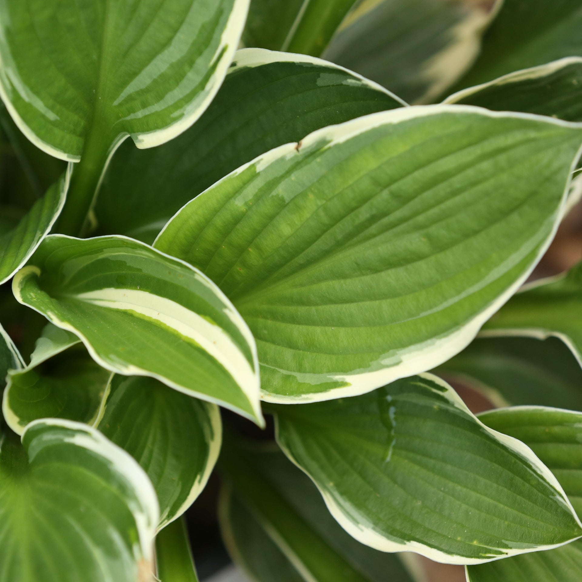 Francee Hosta