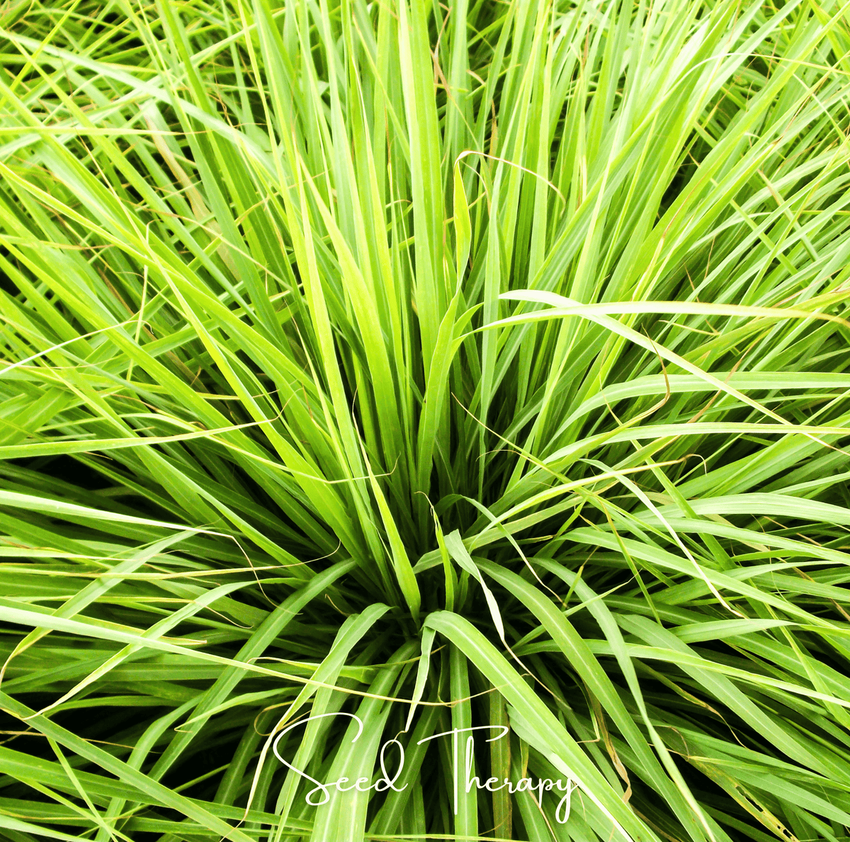 Lemon Grass – 100 Seeds